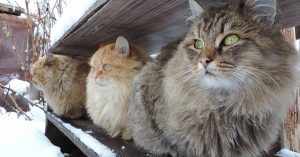Het ultieme wintergevoel: Siberische katten in de sneeuw