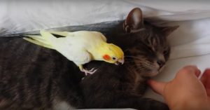 Let op hoe deze vogel reageert als de kat wordt ‘lastiggevallen’