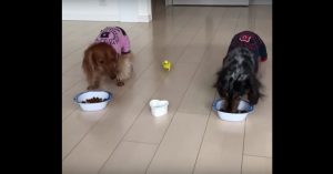 Zijn vriendjes zijn al aan de maaltijd begonnen. Dan snelt deze vogel zich naar z’n bordje