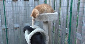 Een uitgebreide patio, maar dan voor de kat? Maak kennis met de ‘catio’!