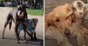 De meest opmerkelijke dierenvriendjes. En ó wat zijn ze lief samen!