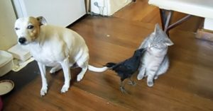 Té lief: vogel voert de hond en de kat thuis..