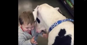 Klein jochie ziet een grote hond in de winkel. De twee reageren zo leuk op elkaar!