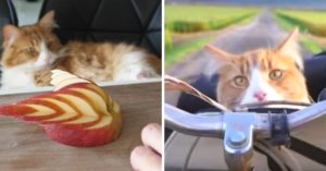 Hij leert z’n katten de allerleukste trucs. Zie maar hoe ze hem een pootje geven!