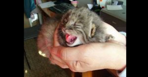 Hij dacht dat hij kittens had gevonden. Maar als ze ouder worden, ziet hij dat er iets niet klopt