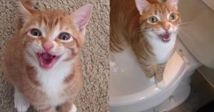 Van kleine kitten tot een volwassen kat. En nog steeds even schattig (en stout)!