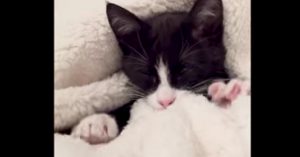 Waarom katten kneden? Deze (súper) leuke video geeft je het antwoord!