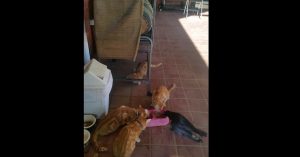 Te lief: katten adopteren kraai en zitten gezamenlijk aan de lunch!