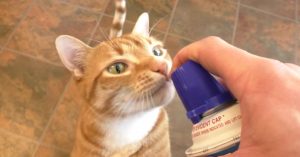 Kat hoort het geluid van de slagroombus. Dan is ‘ie er als de kippen bij!