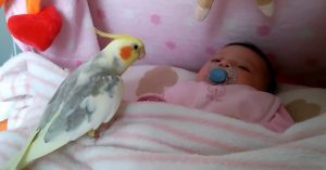 Vogels en baby’s: een héérlijke combinatie!