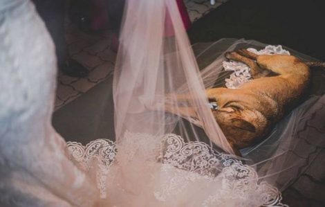 bruiloft-weddingcrasher-hond1