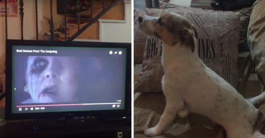 hond-horrofilm