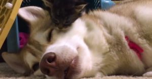 Niemand dacht dat dit 2-weken oude zwerfkitten het zou overleven..