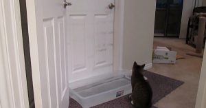 Baasje wil vermijden dat z’n kat de deur opent en heeft een plan..