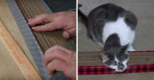 7 lifehacks waarmee je flink kunt besparen op de benodigdheden voor je kat