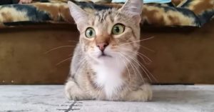Zó grappig: kat kijkt enge horrorfilm..