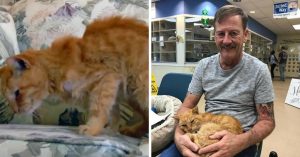 14 jaar geleden raakte hij z’n kat kwijt tijdens een zware storm..