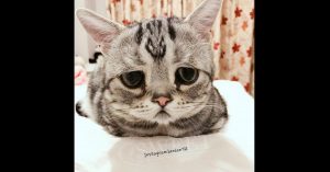 Even voorstellen: dit is Lulu, de meest droevige kat op aarde..