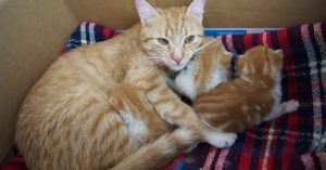 Moederliefde: deze kat voedt haar kittens én praat met ze..