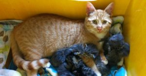 Uniek: kater neemt moederrol op zich door weeskittens te adopteren