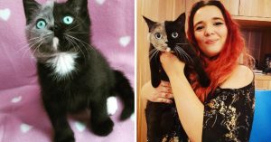 Uitzonderlijk mooi: kitten met 2 gezichten verbaast de hele wereld!