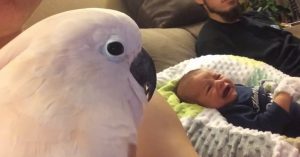 Lief: zorgzame kaketoe is altijd in de buurt van deze kleine baby