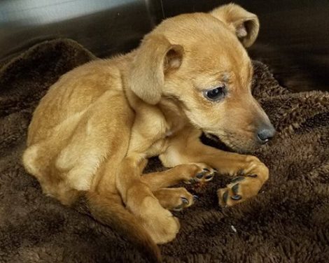 hond-adoptie-politie