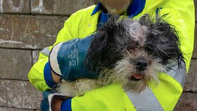 hond-afval-in-eindhoven