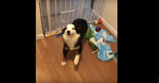 hond-dansje