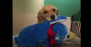 Schattige hond loopt elke avond met een andere knuffel naar bed..