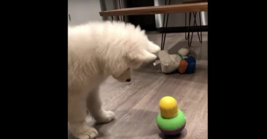 hond-speeltje