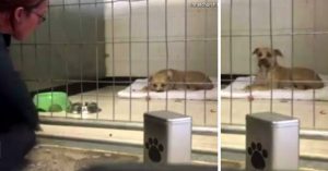 Droevige asielhond wilde alleen maar slapen en kon door niemand worden opgevrolijkt..