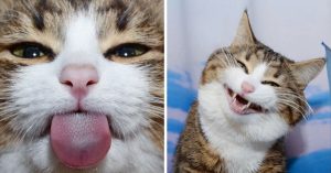 Is dit de meest expressieve kat op het internet? Wat is dit beestje leuk!