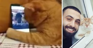 Blinde kat hoort z’n favoriete liedje op de telefoon. Wat ‘ie dan doet is hartverwarmend..