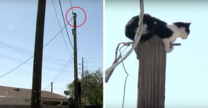 Dagenlang zat deze kat in een uiterst benaderde situatie. Dan komt er eindelijk hulp!