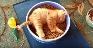 Té lief: katje eet in zijn bak!