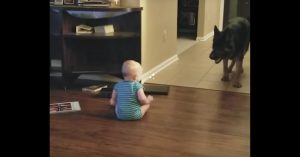 Te schattig: baby en hond spelen tikkertje..