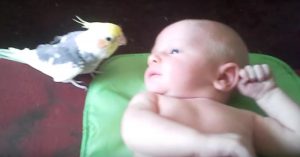 Baby rust op de grond. Dan doet dit vogeltje iets super liefs!