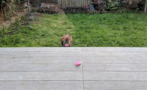Vrouw wil weleens weten wie haar steeds bloemen komt brengen..