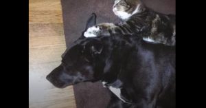 Hond was depressief omdat haar beste vriendje kwam te overlijden..