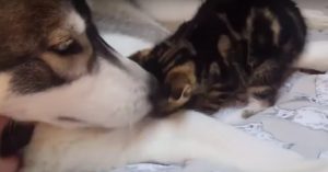 Kitten denkt dat deze husky haar moeder is..