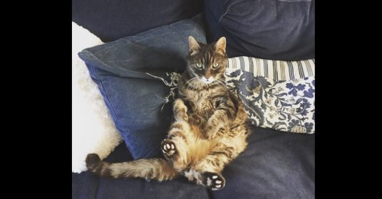 kat-fotos-ex