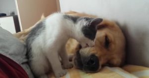 Hond probeert te slapen. Maar dit kittentje heeft andere plannen