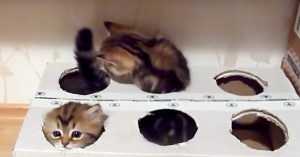 Deze kittens hebben de tijd van hun leven!