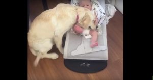 Schattig: 6 maanden oude golden retriever maakt kennis met een baby van 10 weekjes oud..