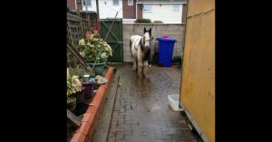 Oma loopt haar tuin binnen. Dan ziet ze tot haar grote schrik een pony…