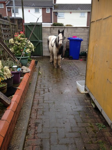 pony-tuin