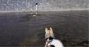 Jongen ziet een angstige kat die in nood verkeert..