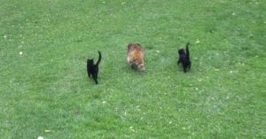 Lief: vrouw voedt jarenlang een blinde wasbeer