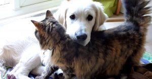 Kat en hond zijn dol op elkaar en doen alles samen!